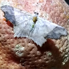 Image of Macaria gambarina