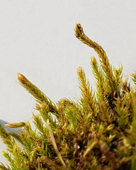 Conostomum tetragonum