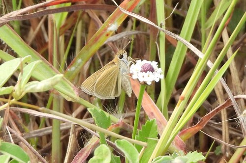 Julia's Skipper photo 3