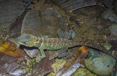 Enyalioides heterolepis