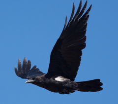Chihuahuan Raven photo 4