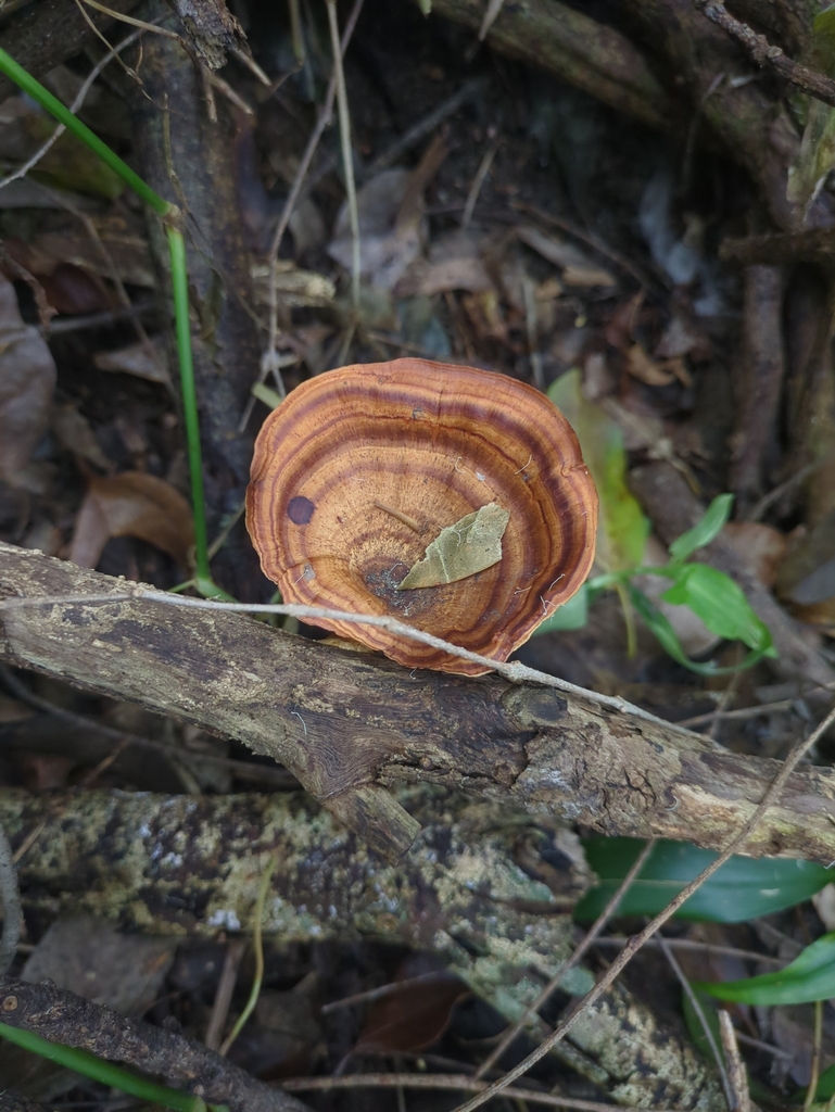 Microporus xanthopus · July 2025 · photo: © jace_ (iNaturalist, cc0)