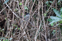 Sylvia atricapilla gularis