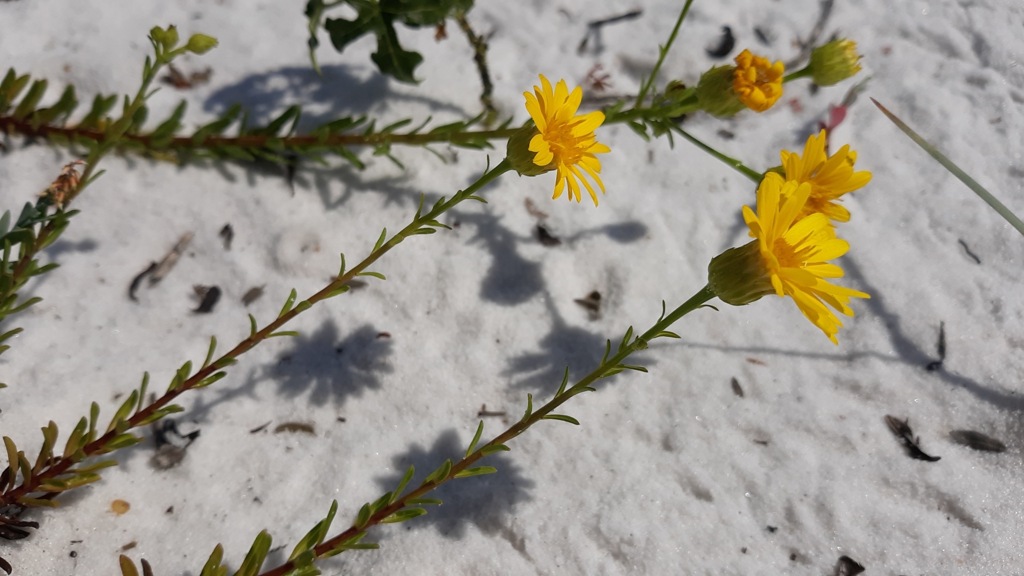 Chrysopsis gossypina ssp. cruiseana