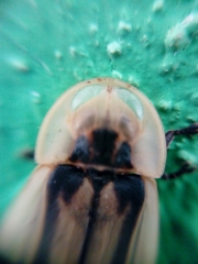 Cratomorphus signativentris