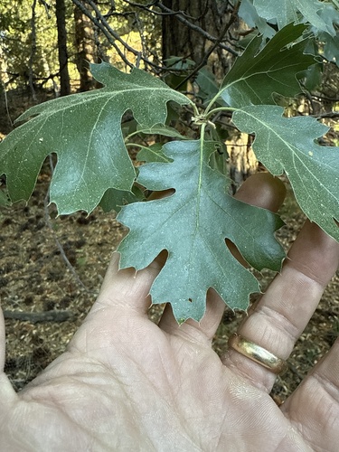 iNaturalist observation photo of California black oak