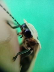 Cratomorphus signativentris