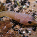 Aspasmogaster costata - Photo (c) Sascha Schulz, μερικά δικαιώματα διατηρούνται (CC BY-NC), uploaded by Sascha Schulz