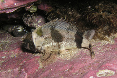 Centropogon australis