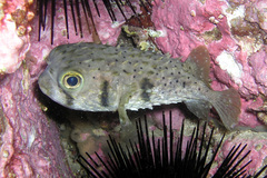 Dicotylichthys punctulatus