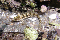 Whitelegg's Weedfish photo 4