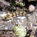 Heteroclinus - Photo (c) Sascha Schulz, algunos derechos reservados (CC BY-NC), subido por Sascha Schulz