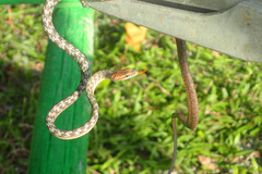 Dryophiops rubescens