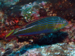 Suezichthys arquatus