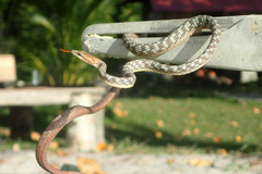 Dryophiops rubescens