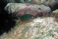 Plectroglyphidodon gascoynei