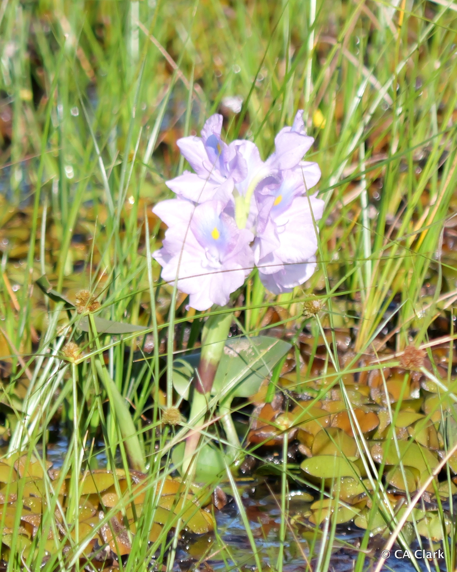 Pontederia crassipes