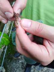 Anolis maculiventris