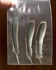 Linaria cannabina cannabina