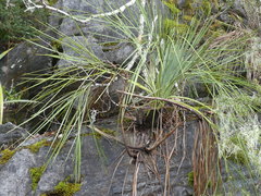 Aciphylla glaucescens