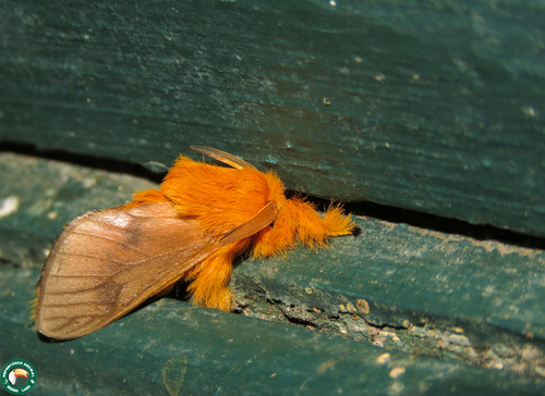 Thoscora acca