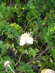 Capparis sandwichiana