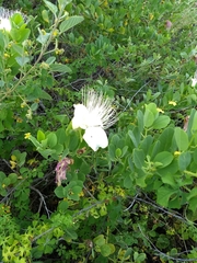 Capparis sandwichiana
