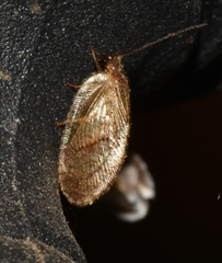 Micromus angulatus