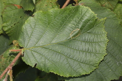 Phyllonorycter nicellii