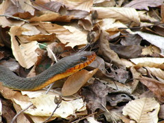 Nerodia erythrogaster