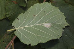 Phyllonorycter nicellii