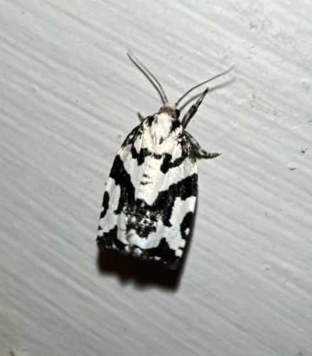 Boldly-marked Archips Moth photo 3
