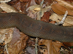 Nerodia erythrogaster