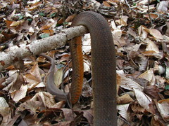 Nerodia erythrogaster