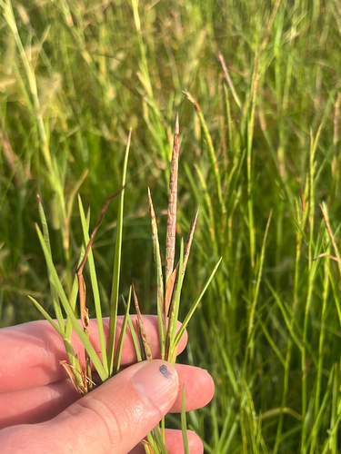 Limpograss (Hemarthria altissima)