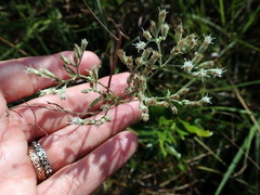 Eupatorium leucolepis