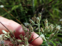 Eupatorium leucolepis