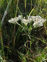 Eupatorium leucolepis