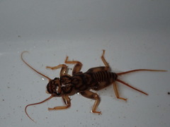 Acroneuria carolinensis