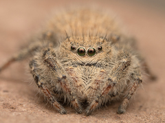 Phidippus octopunctatus