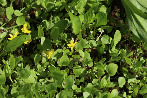 Gorman's Buttercup (Ranunculus gormanii)