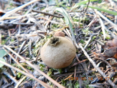 Lycoperdon nigrescens