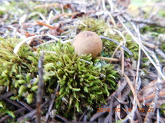 Lycoperdon nigrescens