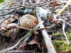 Lycoperdon nigrescens