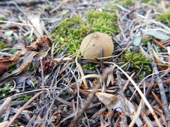 Lycoperdon nigrescens