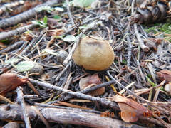 Lycoperdon nigrescens