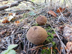 Lycoperdon nigrescens