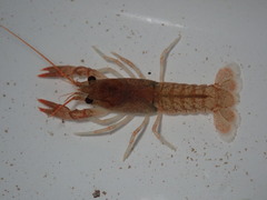 Cambarus robustus