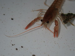 Cambarus robustus