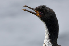 Auckland Shag photo 5